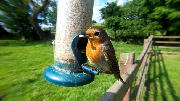 The European robin feeding from a peanut seed feeder at a bird t - Photo, Image