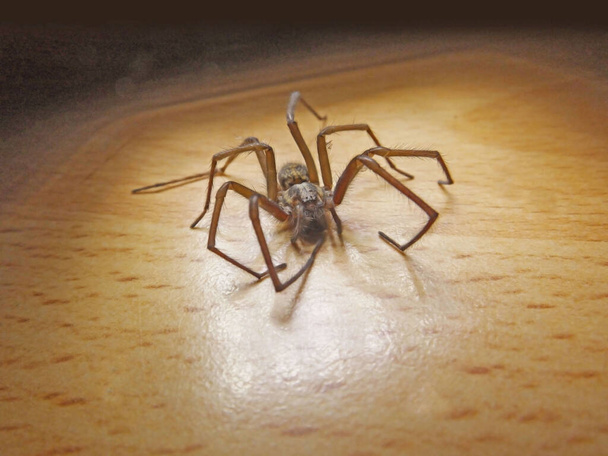 αράχνη "Tegenaria Gigantea" σε ένα σπίτι στο Ηνωμένο Βασίλειο - Φωτογραφία, εικόνα