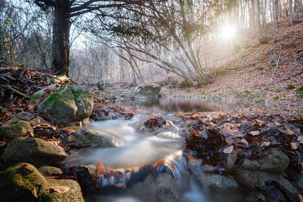 Ruisseau dans la forêt d'automne coucher de soleil. Saison d'automne en forêt - Photo, image