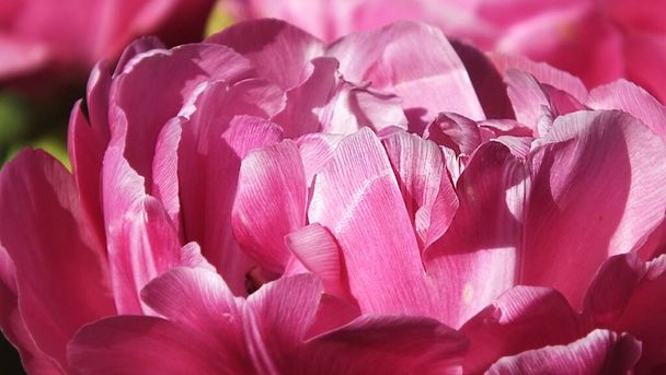 Tulipany w Walled Gardens zwane Niesamowitą Łaską - Zdjęcie, obraz