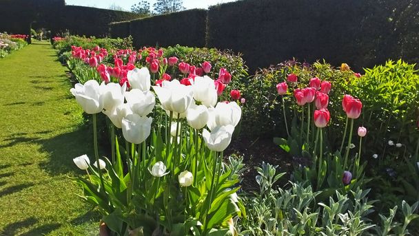 Tulpen in ummauerten Gärten  - Foto, Bild