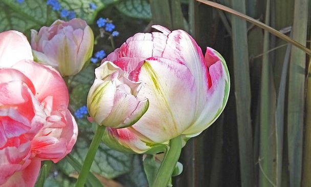 Tulipany Finola w ogrodach murowanych  - Zdjęcie, obraz