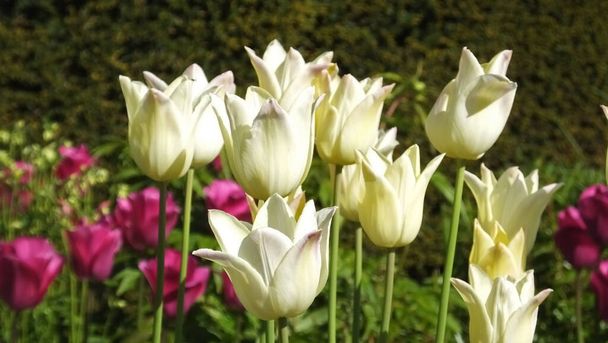 Tulipany Elegancka dama w Walled Gardens - Zdjęcie, obraz