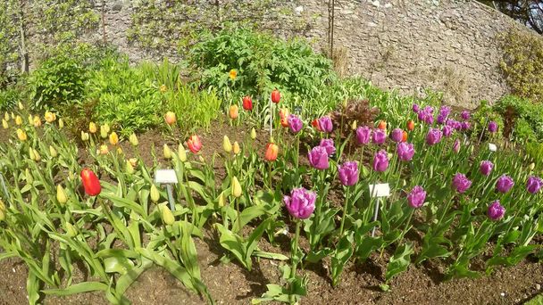 Tulipany w Walled Garden - Zdjęcie, obraz