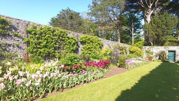 Тюльпани в укріплених садах  - Фото, зображення