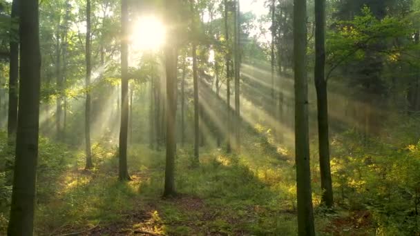 Όμορφο φως του ήλιου στο δάσος εναέρια βολή - Πλάνα, βίντεο