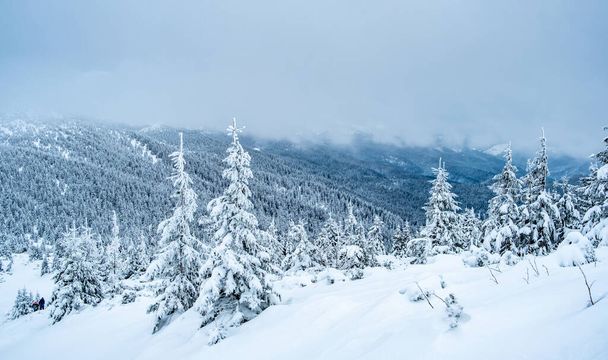 Frozen pine wood under deep snow - Фото, изображение