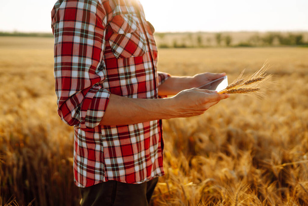 Smart farming. Farmer using digital tablet on a wheat field. Agriculture and harvesting concept. - Foto, afbeelding