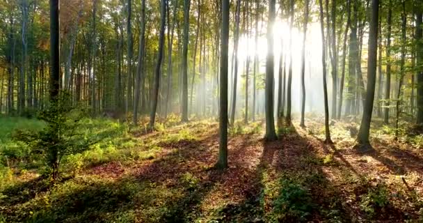 Prachtig zonlicht in het bos luchtfoto - Video
