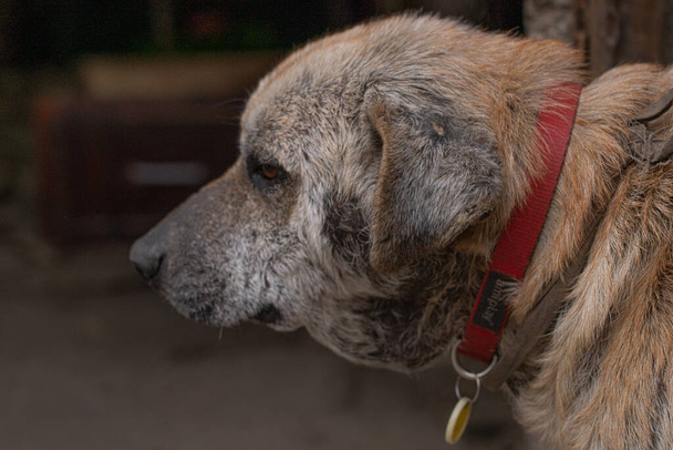 koditon koira turvakodissa - Valokuva, kuva