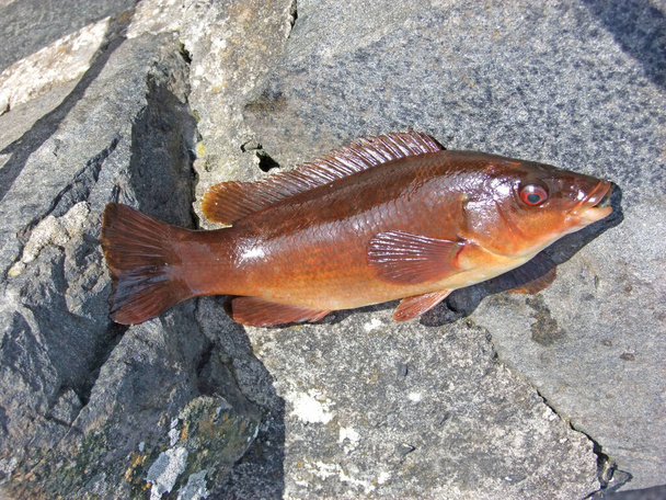 Wrasse fish caugh in Glenarm Co. Antrim N. Ireland - Photo, Image