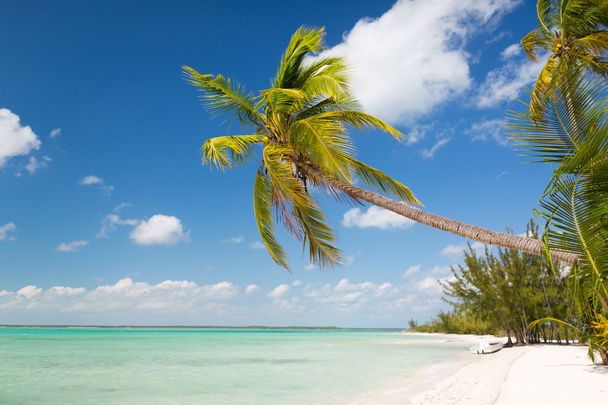 Тропический пляж с пальмами - Фото, изображение