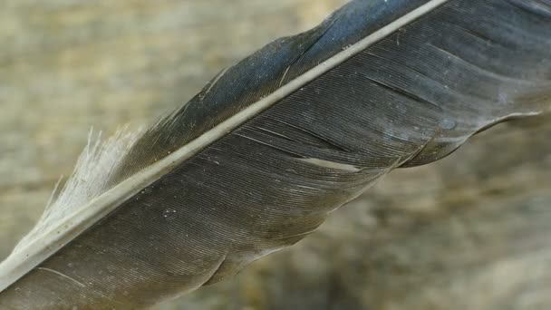 schwarze Federn fliegen aus nächster Nähe - Filmmaterial, Video