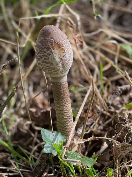 Macrolepiota procera, el hongo parasol es una especie bastante común en suelos bien drenados. Se encuentra solitario o en grupos. - Foto, imagen