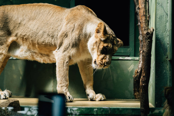 A selective focus shot of a lioness in a zoo - Zdjęcie, obraz