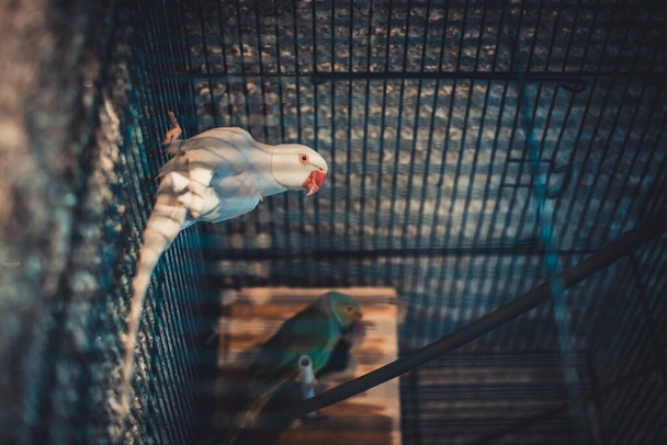 A closeup of a gray rose-ringed (Psittacula krameri) parakeet in a cage - Zdjęcie, obraz