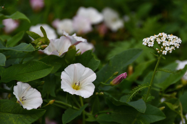 Közelkép egy fehér-lila mezei bindweed bokeh saját lombozat és virágok. - Fotó, kép