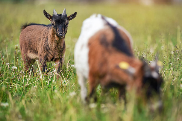 Small brown goat (Holland pygmy breed) kid grazing, eating grass, another animal blurred in foreground - Fotografie, Obrázek