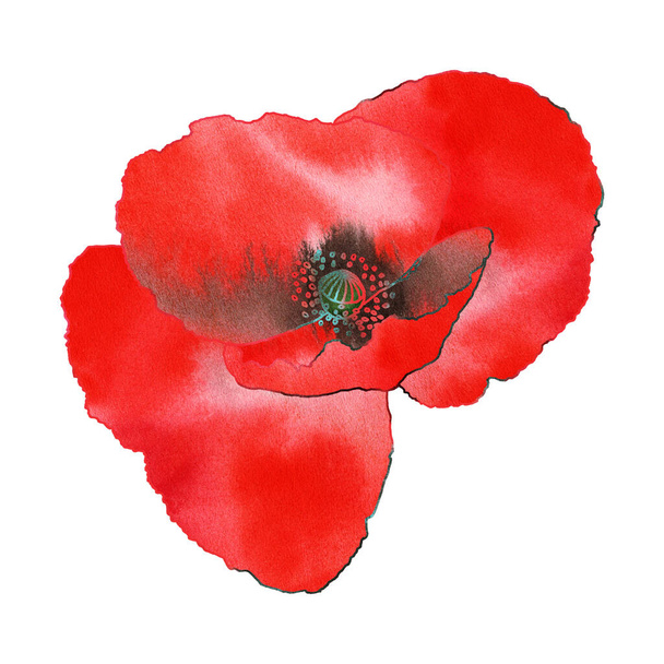 Red poppy flower digital collage with watercolor texture on white background - 写真・画像