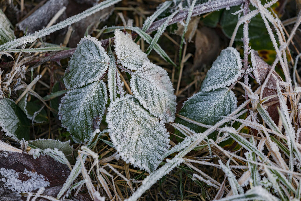 La helada invernal trae la muerte a las plantas con cristales de hielo - Foto, Imagen