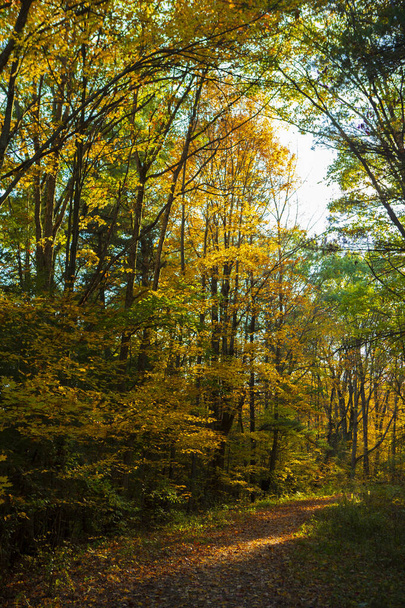 Осіннє листя червоних, апельсинів, жовтих і зелених падає з дерев природи IBM Glen в Ендвелл, штат Нью-Йорк, протягом ясного дня..  - Фото, зображення
