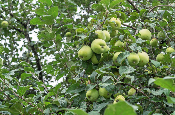 Grüne Äpfel an den Zweigen eines Apfelbaums. - Foto, Bild