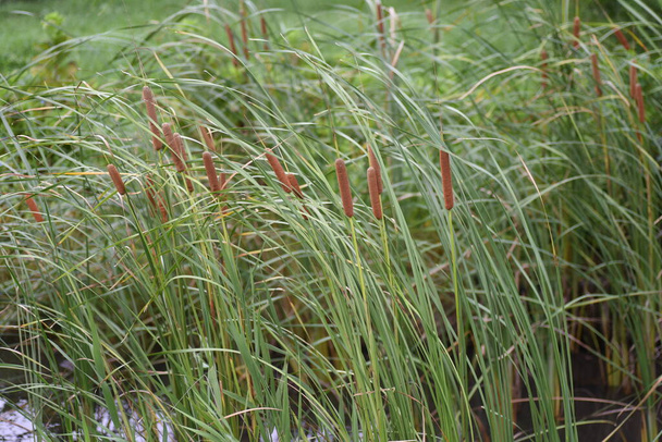 Cattail (Typha latifolia) growing on the water's edge. Typhaceae perennial emergent plant. - Photo, Image