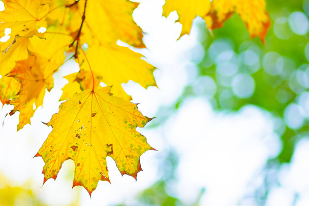 Ярко-желтые кленовые листья. Осенний сезон на открытом воздухе. Цветные осенние кленовые листья на ветке дерева. Копирование пространства - Фото, изображение