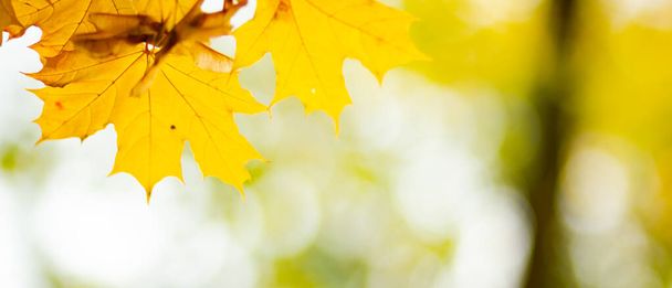 Autumn yellow leaves. Autumn colorful background, fall backdrop. Golden autumn concept - Foto, Imagen