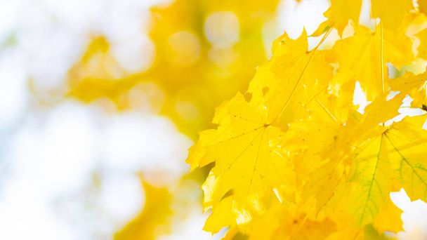 Autumn yellow leaves. Autumn colorful background, fall backdrop. Golden autumn concept - Fotografie, Obrázek