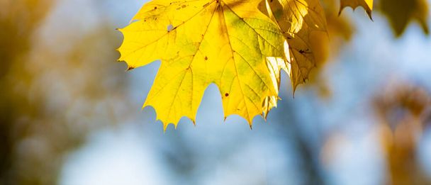 Beautiful maple leaves in autumn sunny day. Yellow leaves in autumn park on blurred background - Foto, Bild