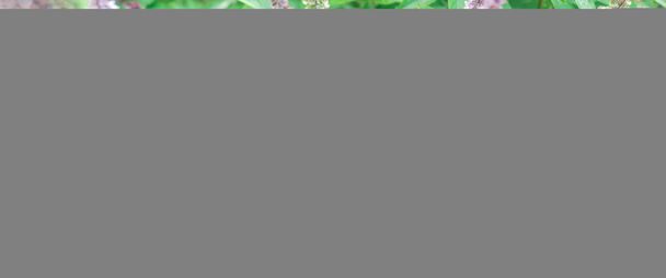 Vue panoramique sur la floraison de fleurs pourpres de basilic thaïlandais au jardin biologique près de Dallas, Texas, Amérique. Floraison, boulonnage de plantes asiatiques de plein air dans le jardin d'herbes. - Photo, image