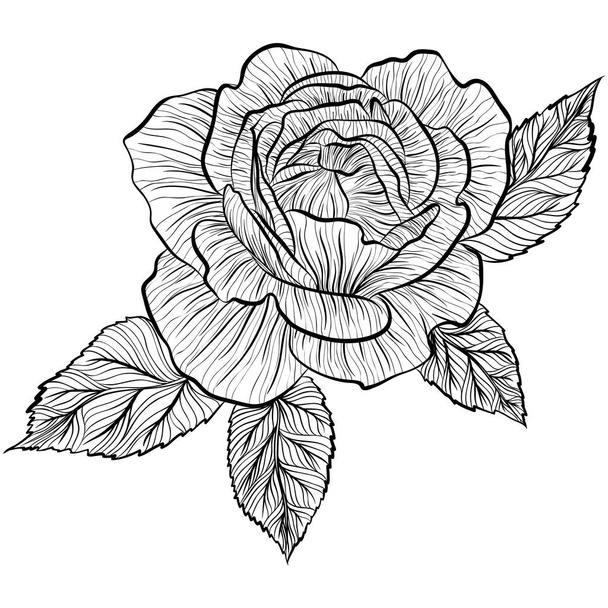 Roses in line art style - Vektor, obrázek