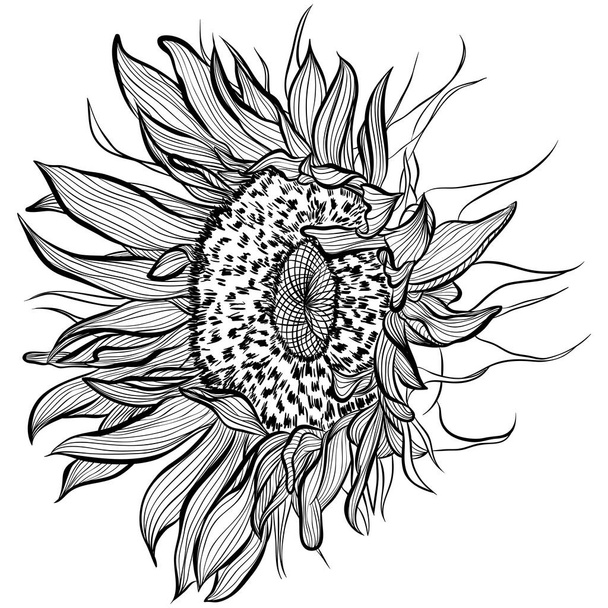 Auringonkukat linjassa taiteen tyyliin - Vektori, kuva