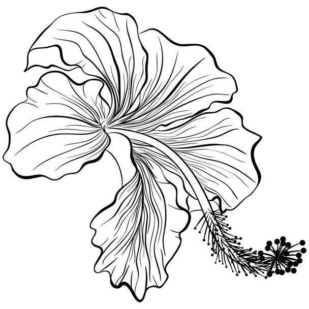 Hibiscus in line art style - Vector, Image