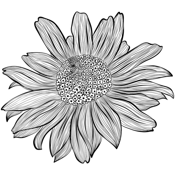 Heliopsis in line art style - Vector, Imagen
