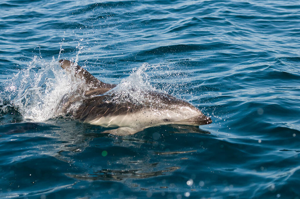 Dusky dolphin jumping , Peninsula Valdes , Unesco World Heritage Site, Patagonia , Argentina. - Photo, Image
