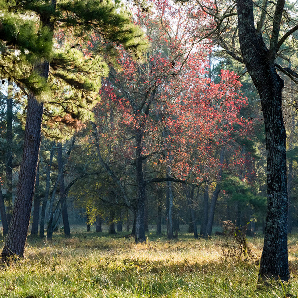 hojas rojas en un árbol en el bosque
. - Foto, imagen