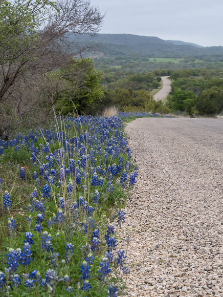 Блюбонети ростуть вздовж сільської дороги в день весни в Техасі.. - Фото, зображення