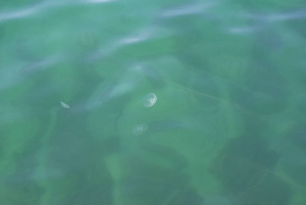 Grandes medusas blancas en la orilla del mar, naturaleza. - Foto, imagen