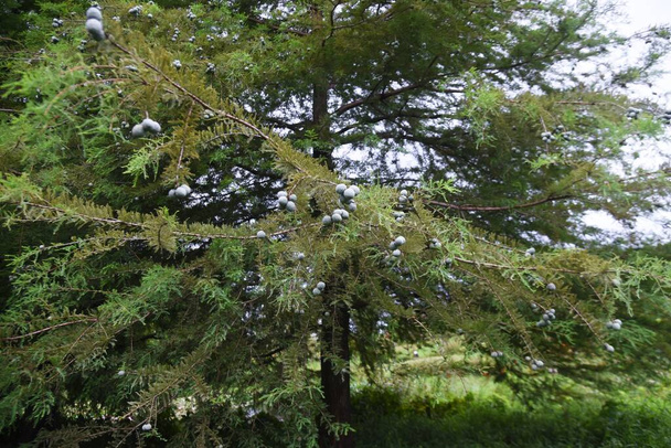 Bald cypress (Taxodium distichum) nuts. Cupressaceae deciduous conifer - Photo, Image