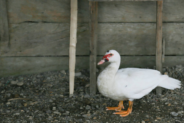Pato blanco de granja con madera de fondo - Foto, Imagen