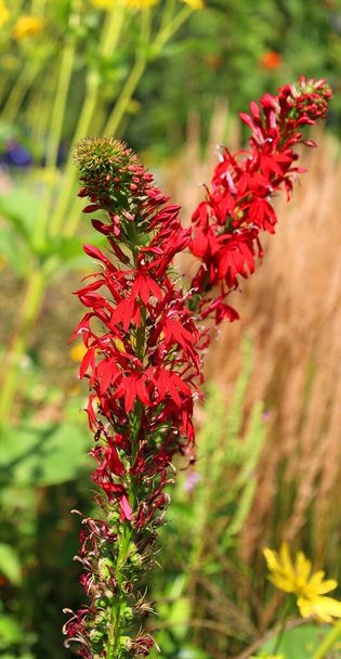 Lobelia cardinalis, kwiat kardynalski jest gatunkiem kwitnącej rośliny z rodziny dzwoneczkowatych Campanulaceae pochodzącej z Ameryki - Zdjęcie, obraz