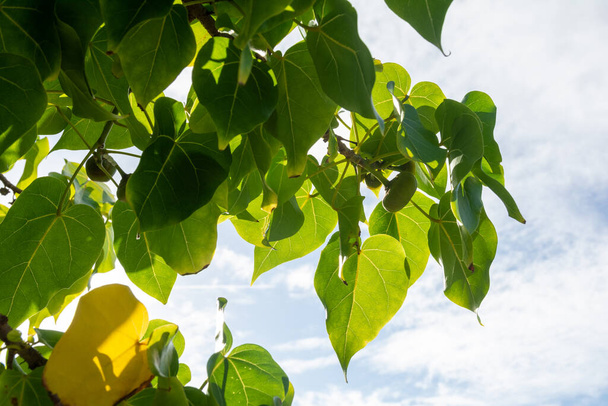 Foglie verdi di una pianta con il cielo sullo sfondo. Salvador, Bahia, Brasile. - Foto, immagini
