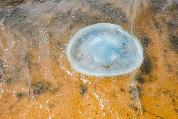 Rhopilema Verrilli medúza a tengerben, homokos terv szerint. medúzaszezon. szelektív fókusz - Fotó, kép