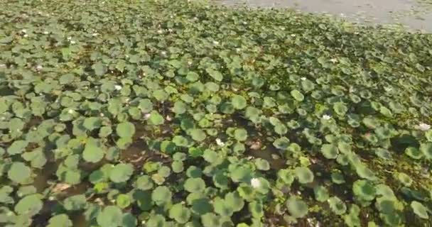 rising up revealing lotus field in pond. Small village as backdrop - Footage, Video