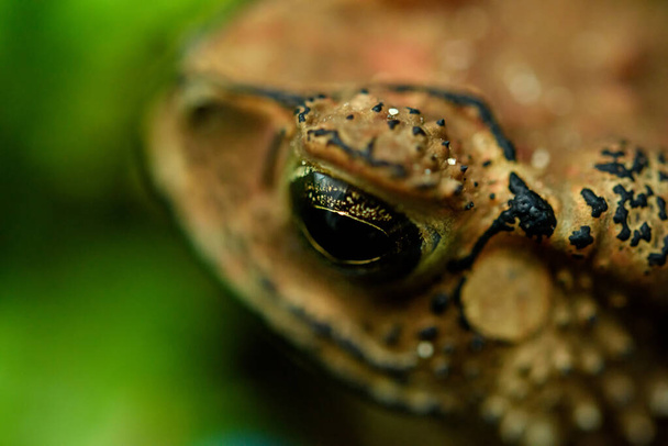 Headshot Portrait of a Common toad - Zdjęcie, obraz