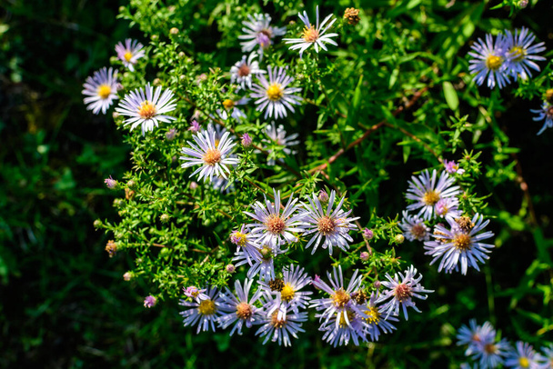Molti piccoli fiori azzurri vivaci di Aster amellus pianta, conosciuta come la margherita europea Michaelmas, in un giardino in una giornata d'autunno soleggiata, bellissimo sfondo floreale all'aperto fotografato con attenzione morbida - Foto, immagini
