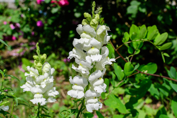 Много белых цветов дракона или Snapdragons или Antirhinum в солнечном весеннем саду, красивый открытый цветочный фон сфотографирован с мягким фокусом - Фото, изображение
