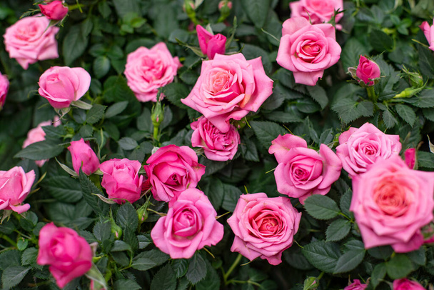 Rózsaszín rózsa virág, bokor sok nyitott rózsa virágok közelről. Háttér háttér tapéta design - Fotó, kép